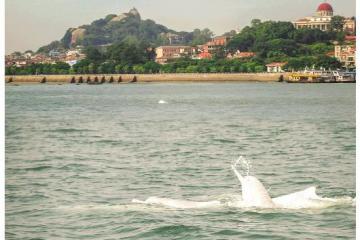 在厦门湾，如何邂逅中华白海豚？